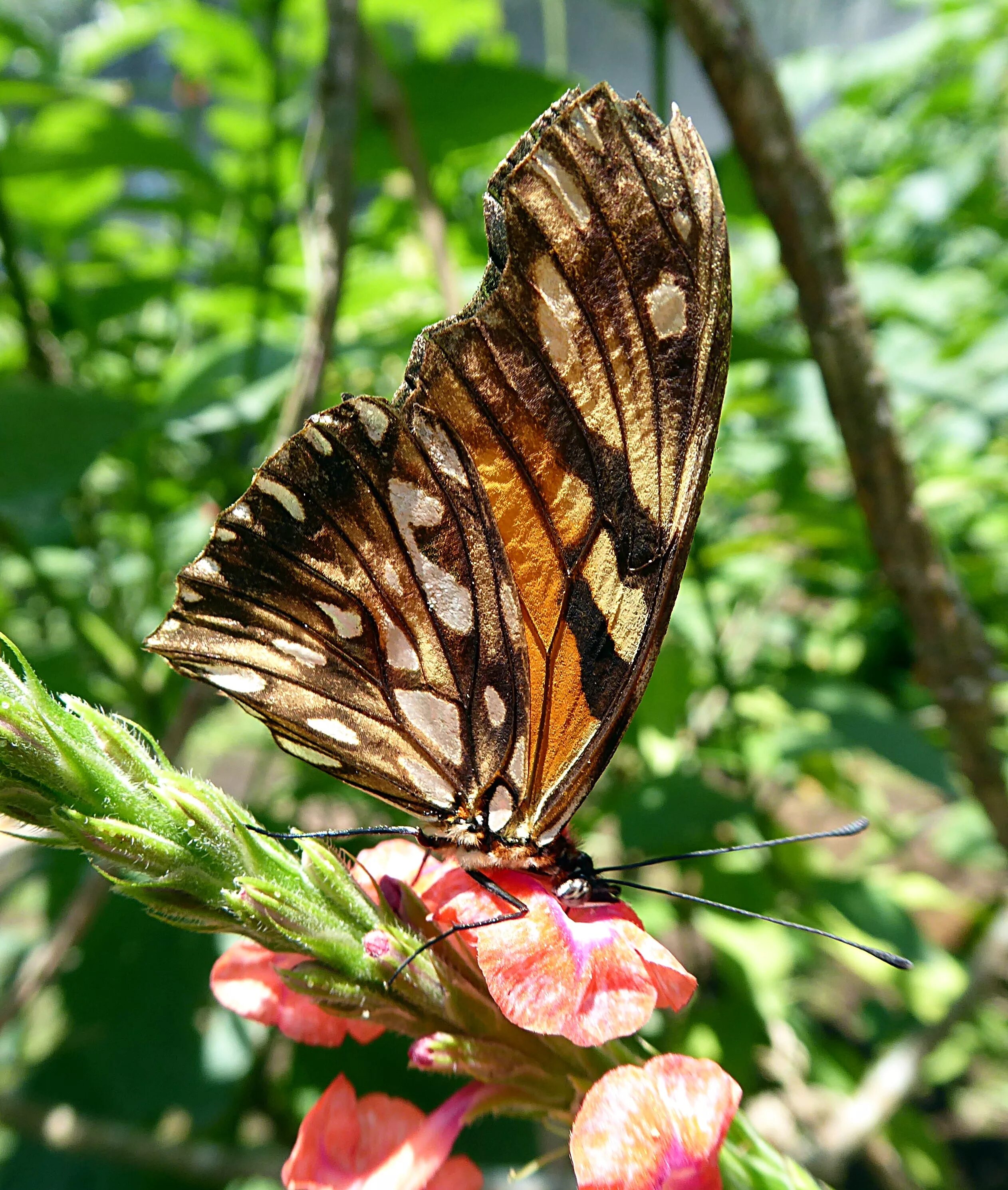 Разнообразие бабочек. Отряд чешуекрылые (Lepidoptera). Бабочка Галатея. БУЛАВОУСЫЕ чешуекрылые бабочки. Данаида Монарх чешуекрылые.