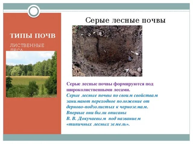 Характеристика серой почвы. Характеристика серой почвы. Серые лесные почвы разрез. Серые лесные почвы характеристика. Серые лесные оподзоленные почвы.
