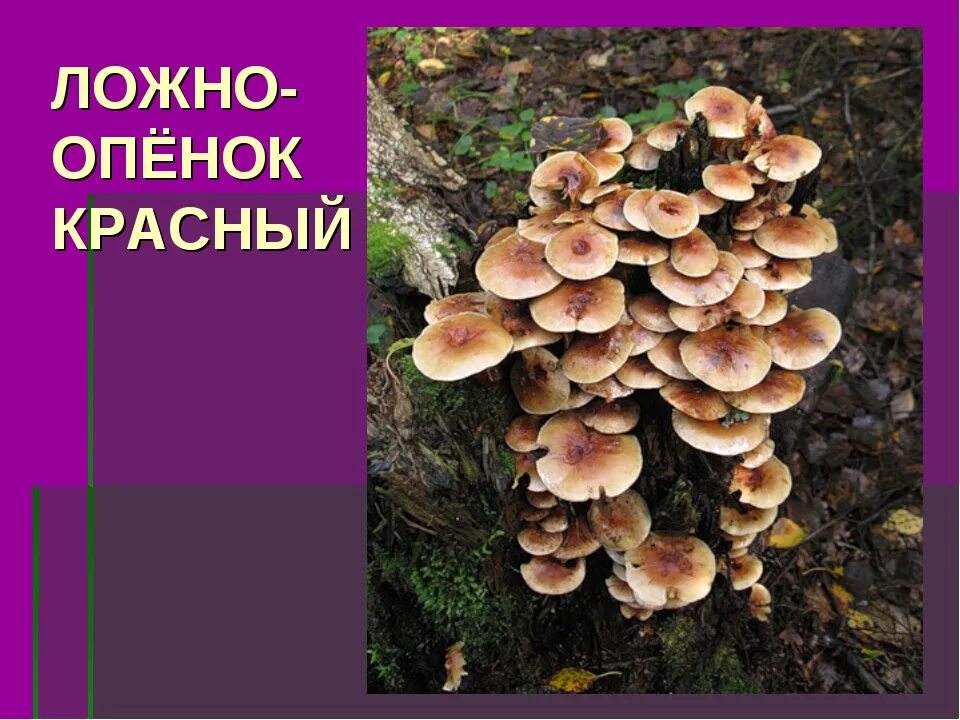 Отличить опенок. Опенок осенний и ложный опенок. Осенние опята ложные. Опята и ложные опята отличия. Ложные опята шляпка сверху.