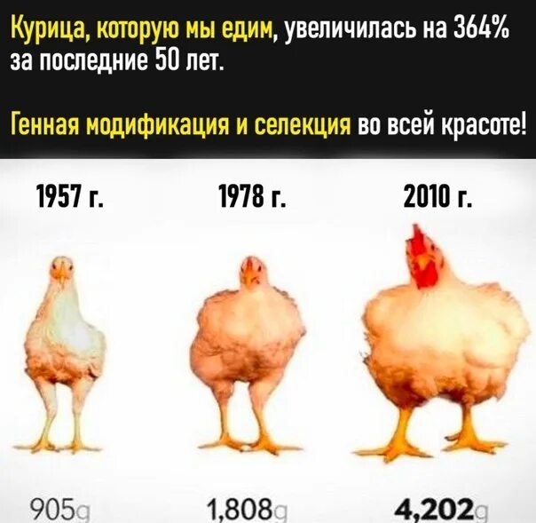 1 курица весит. Вес курицы. Средний вес курицы. Сколько весит курица. Сколько весит курица в среднем.