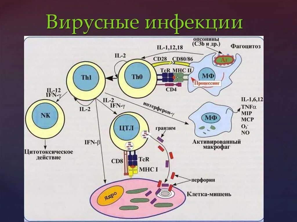 Схема гуморального иммунного ответа. Иммунный ответ при вирусных инфекциях. Схема иммунного ответа при вирусной инфекции. Цитокины и иммунный ответ. Обеспечивают иммунный ответ