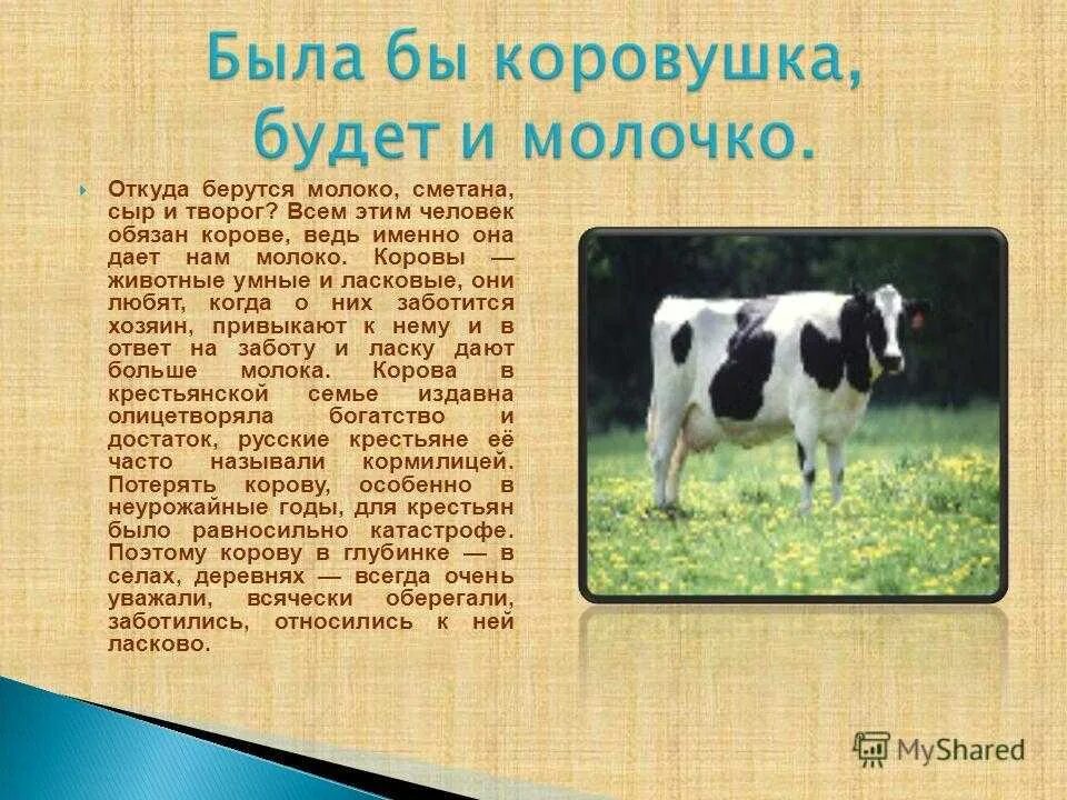 Корова урок 5 класс. Оь куда взялась коровп. Доклад на тему корова. Корова краткая информация. Проект про корову.