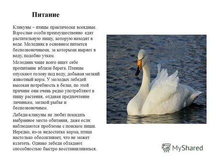 Белый лебедь произведение