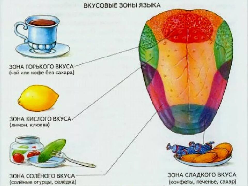 Ощущается сладкий. Вкусовые зоны языка. Вкусовые ощущения языка зоны. Вкусовые зоны языка для детей. Части языка отвечающие за вкус.