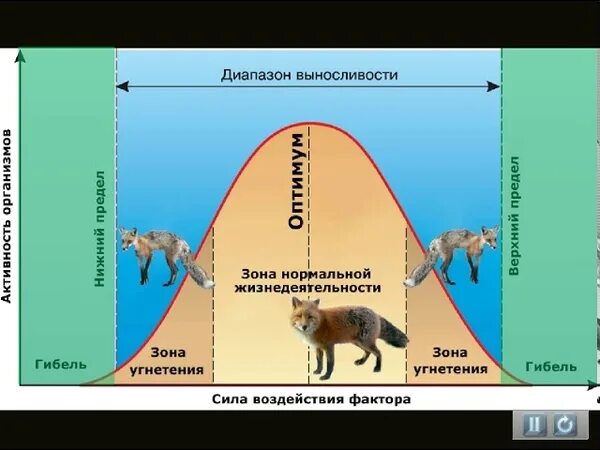 Закон оптимума биология. Факторы среды зона оптимума. Схема действия экологического фактора. Экологические факторы Оптимум. Зона оптимума для животных.