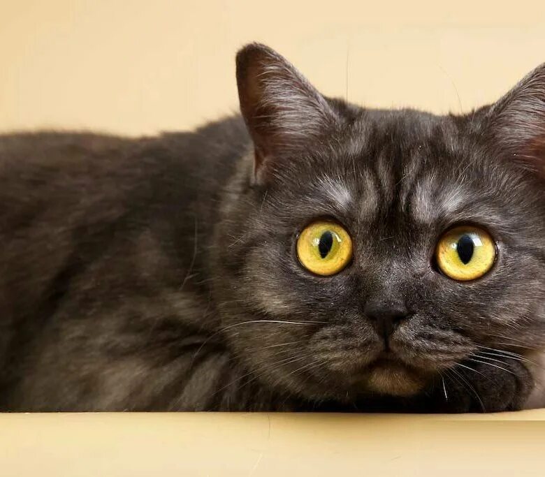 дымчатый британский кот черный дым. кот окрас черный дым. черный дымчатый котенок. черный дым кот. скоттиш страйт дымчатый окрас.