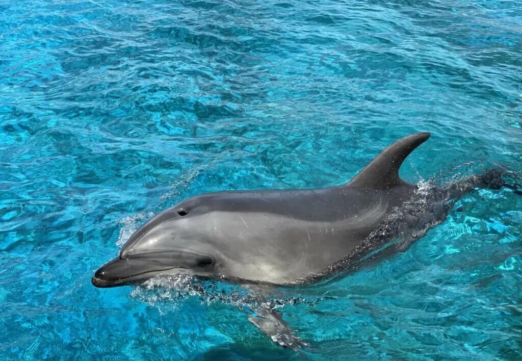 Ребро дельфина. Пятнистый продельфин. Фото дельфинов в море. Died dolphin. Акулы на кайо коко.