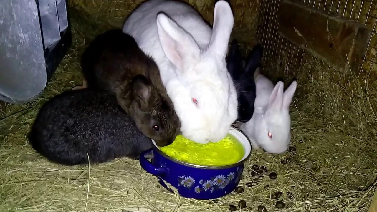 Свекла кроликам можно давать. Кролики сосунки. Витаминизация кроликов. Автоматизированное кормление кролей.