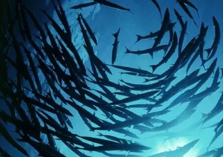 Oceans 3