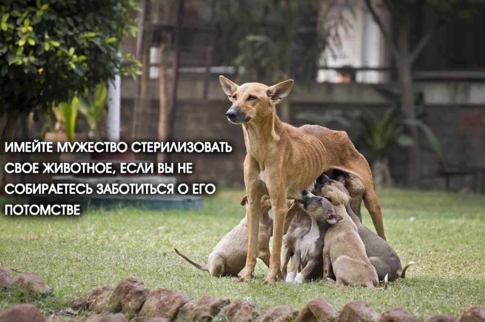 Даже животных. Стерилизуй животных. забота о животных. заботься о животных. социальная реклама про бездомных животных.