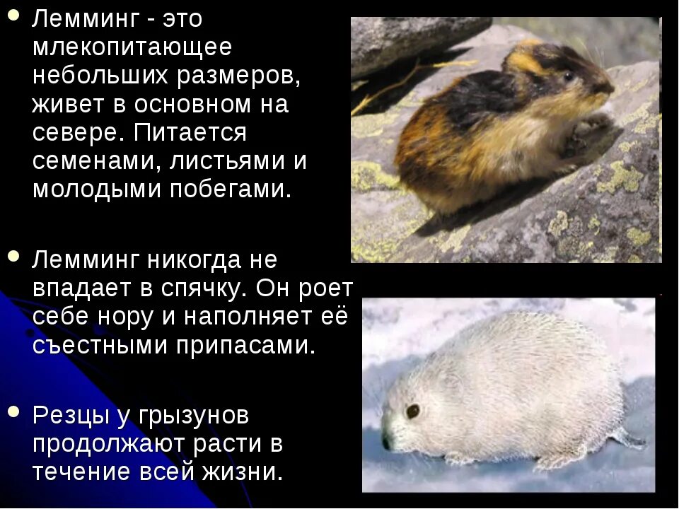 Презентация по географии и экологии "Животные тундры".