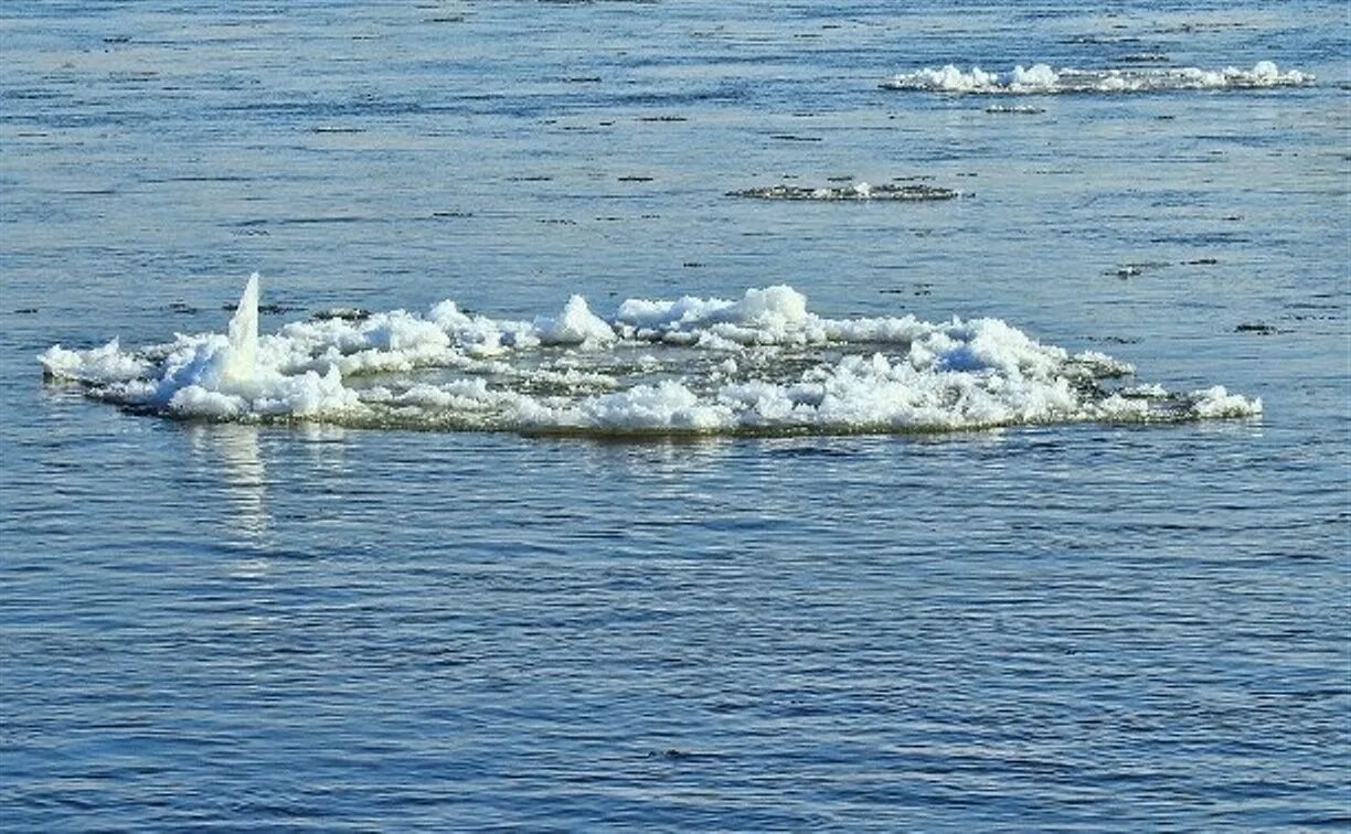 Свободно дрейфуют в воде