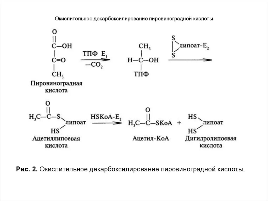 Окислительное декарбоксилирование ПВК in vivo. Окислительное декарбоксилирование ПДК. Декарбоксилирование пировиноградной кислоты реакция. Схема окислительного декарбоксилирования пировиноградной кислоты.