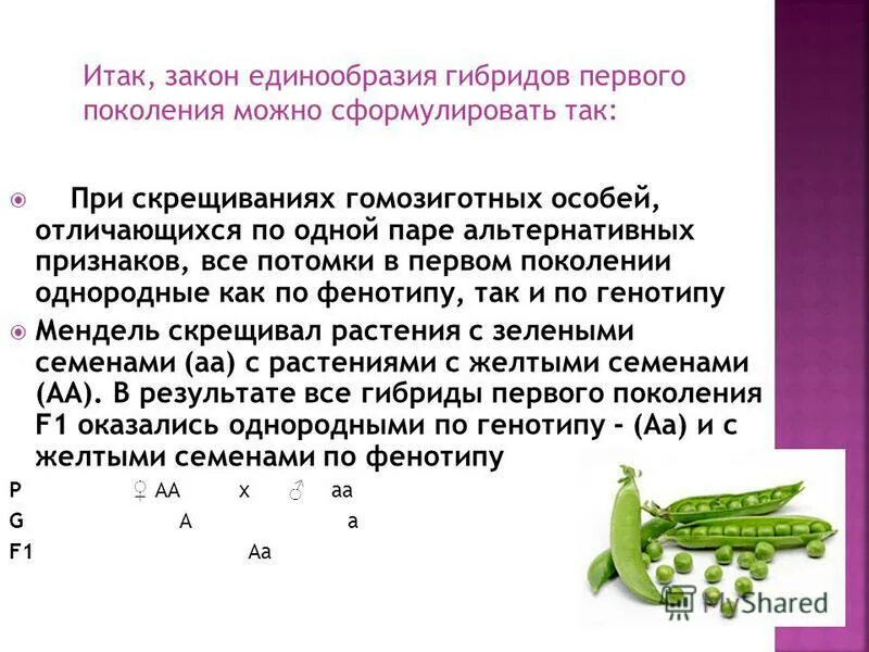 Гибриды второго поколения имеют. Закон единообразия первого поколения. Закон единообразия гибридов первого поколения. Единообразие гибридов первого поколения условия проявления. Скрещивание особей отличающихся по одной паре признаков.