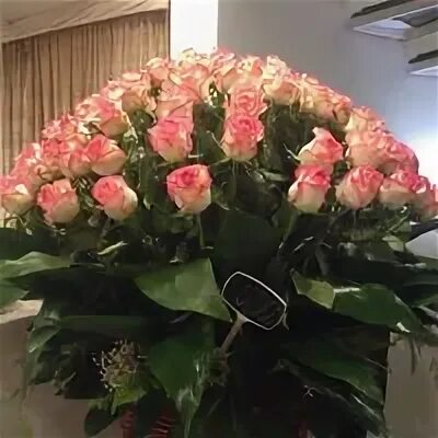 Any rose am. Rose is rose. Any rose am. Any rose am. Any rose am.
