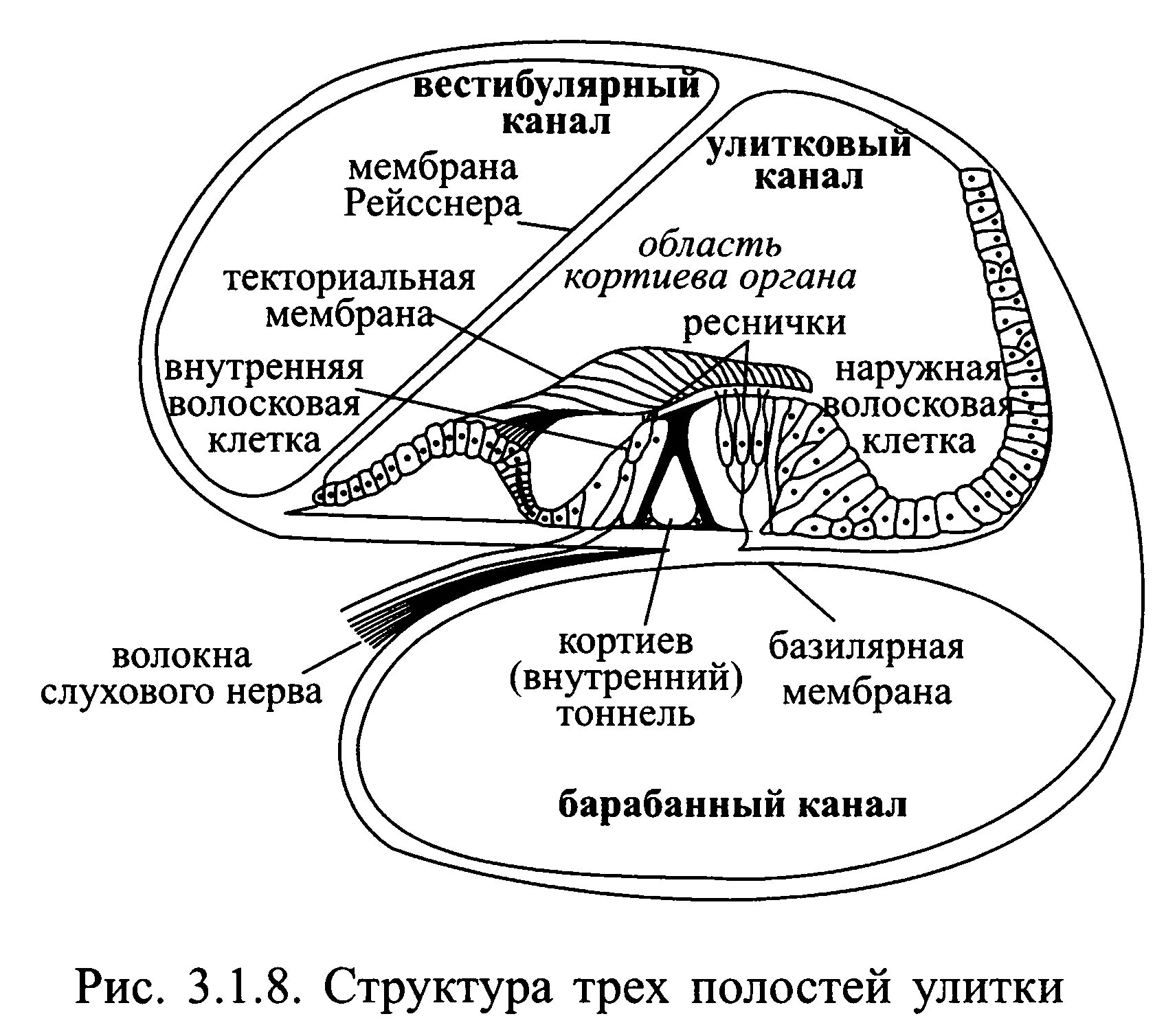 Клетки волосков улитки. Кортиев орган базилярная мембрана. Базилярная мембрана улитки строение. Базилярная мембрана Кортиева органа. Базилярная и вестибулярная мембрана.