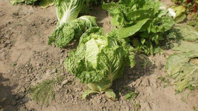 Савойская капуста рассада. Альтернариоз пекинской капусты. Пекинская капуста в открытом грунте. Поле с пекинской капустой. Пекинская капуста.