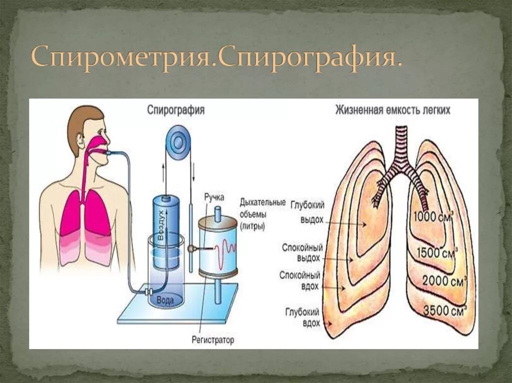 Спирометрия и спирография. Спирометрия органов дыхания. Методы оценки внешнего дыхания. Дыхательные функциональные пробы.