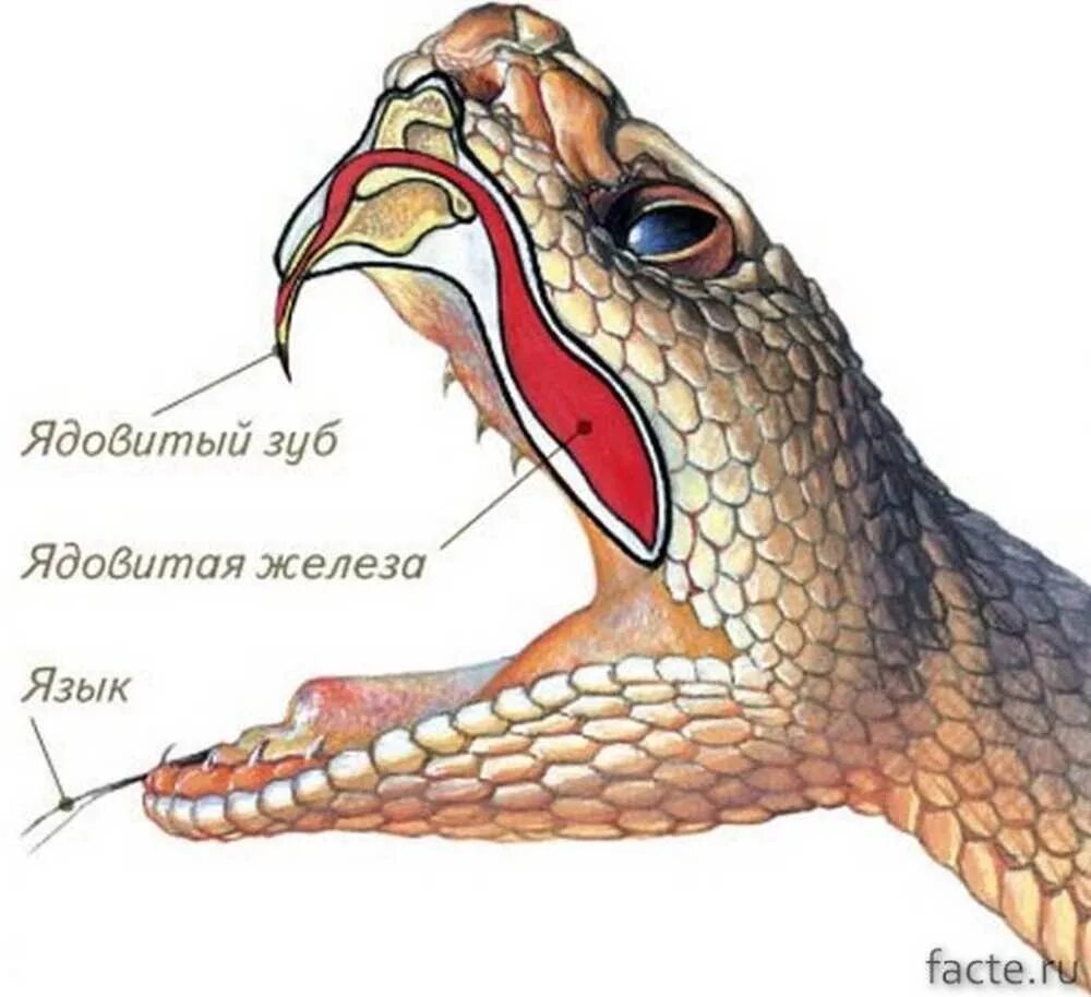 Строение челюсти неядовитой змеи. Строение ядовитых зубов у змей. Ядовитые железы пресмыкающихся. Строение Клыков ядовитых змей. Ядовитые зубы змеи