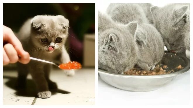 Чем кормить вислоухих кошек. Шотландская вислоухая кошка питание. Корм для шотландских вислоухих кошек. Еда для вислоухих котят. Шотландская вислоухая кошка еда.