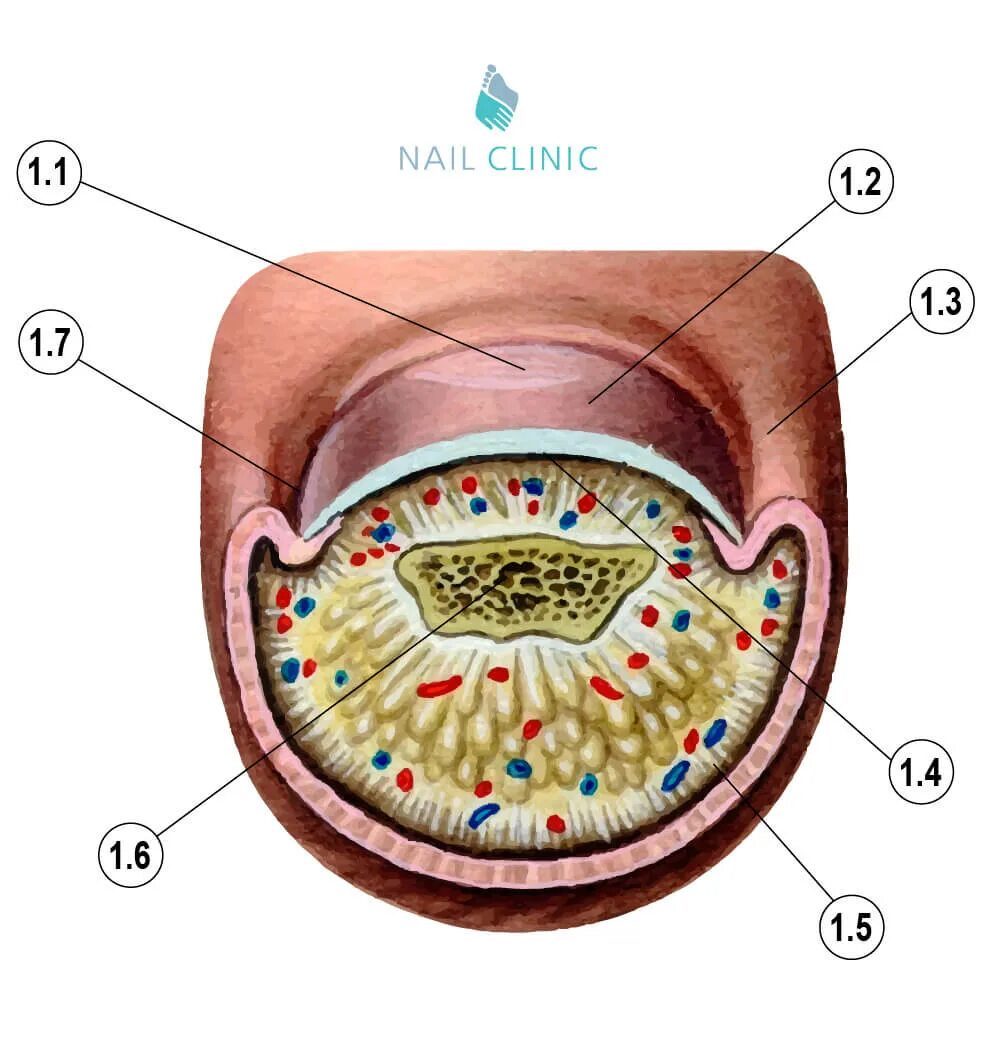 палец срез. палец срез. поперечный срез кисти топографическая анатомия. палец срез. поперечный срез пальца на уровне дистальной фаланги.
