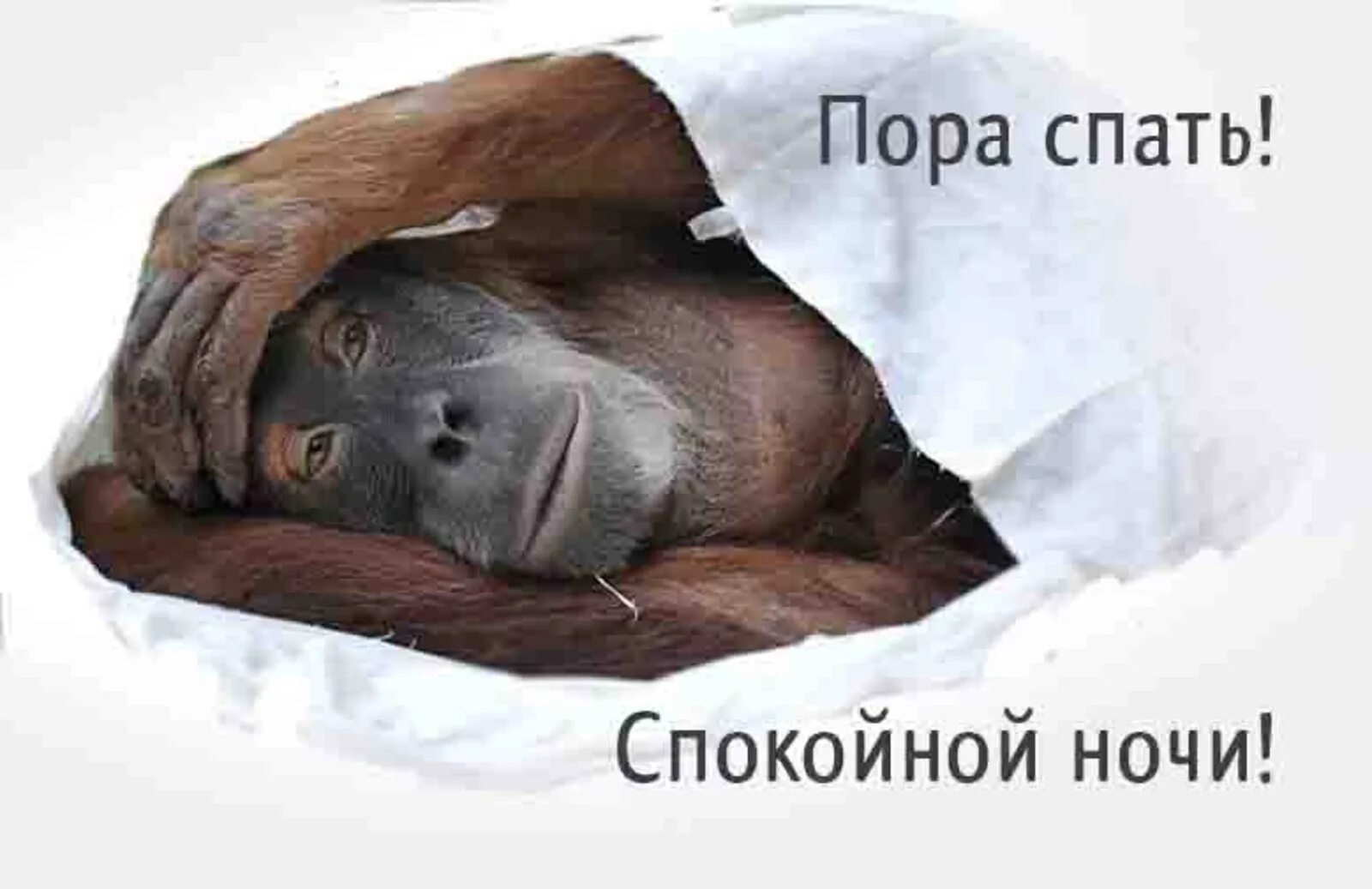 Тихо русские спят. Спокойной ночи обезьянка. Обезьянка желает спокойной ночи. Пора спать!. Спокойной ночи мартышка.