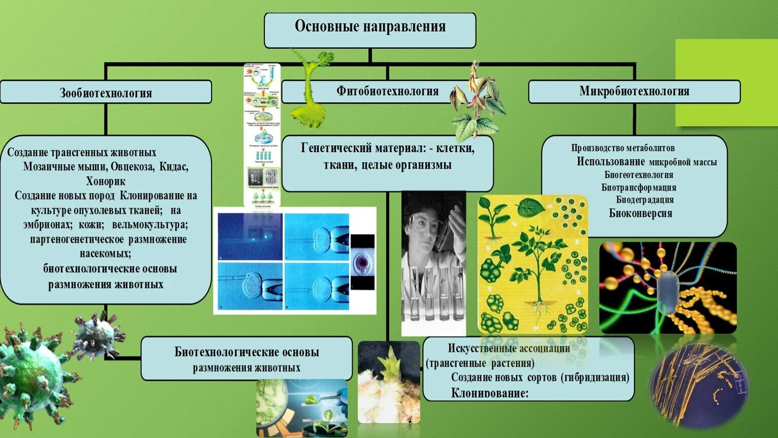 Биотехнология проект. Биотехнология презентация. Основные методы селекции и биотехнологии. Селекция и биотехнология. " Биотехнология " — презинтация.