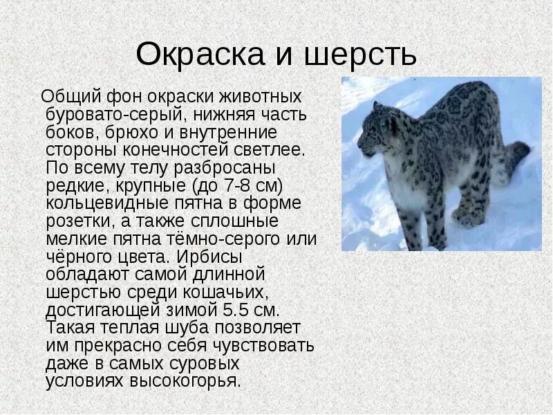 Сколько действует барс. Ирбис снежный Барс краткое описание. Доклад на тему Ирбис или снежный Барс. Снежный Барс Ирбис доклад для 2 класса. Снежный Барс красная книга описание для 2 класса.