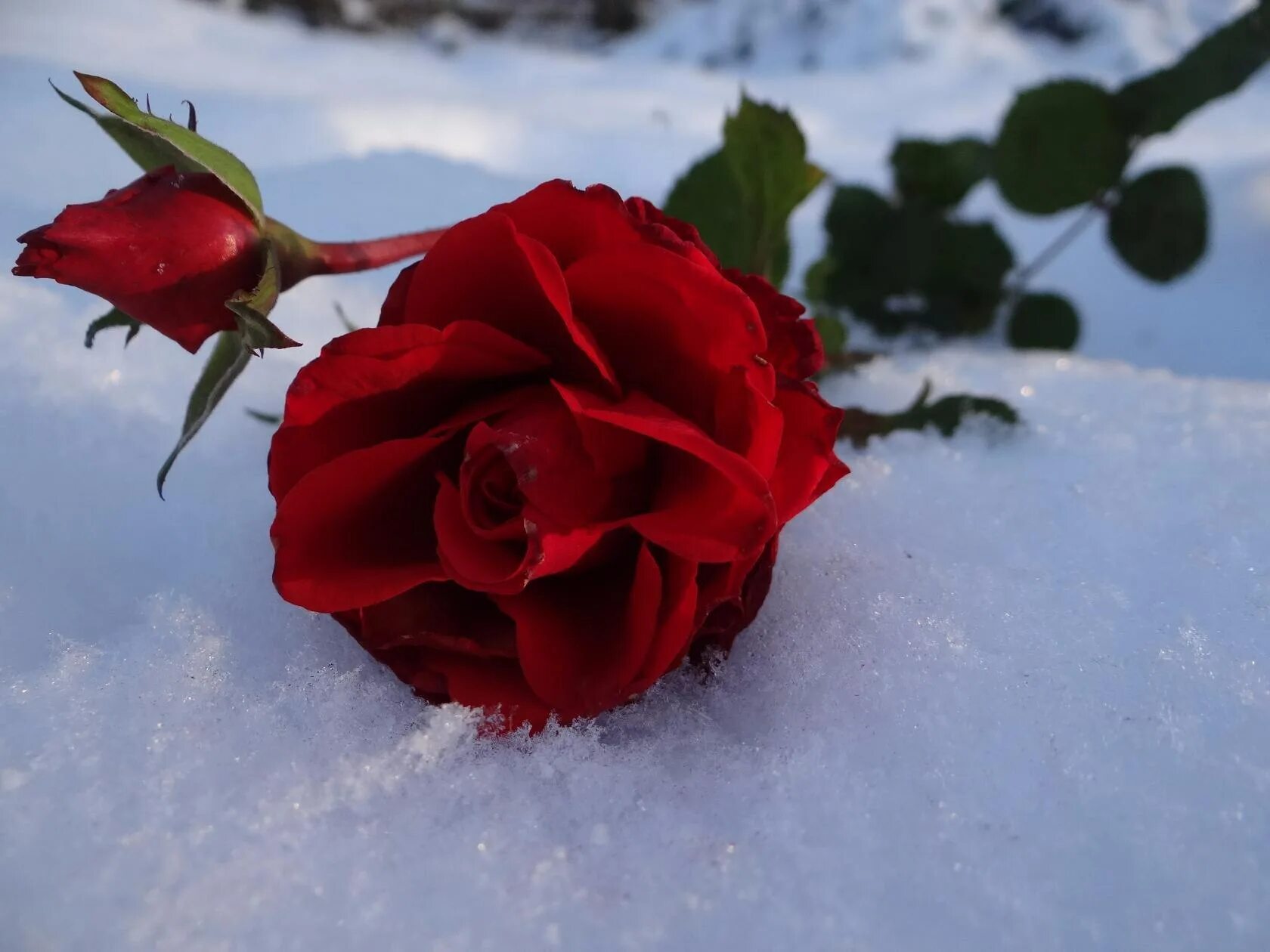 Цветы в снегу. Розы на снегу. Бордовые розы на снегу. Красивые розы на снегу. Красивые розы снег