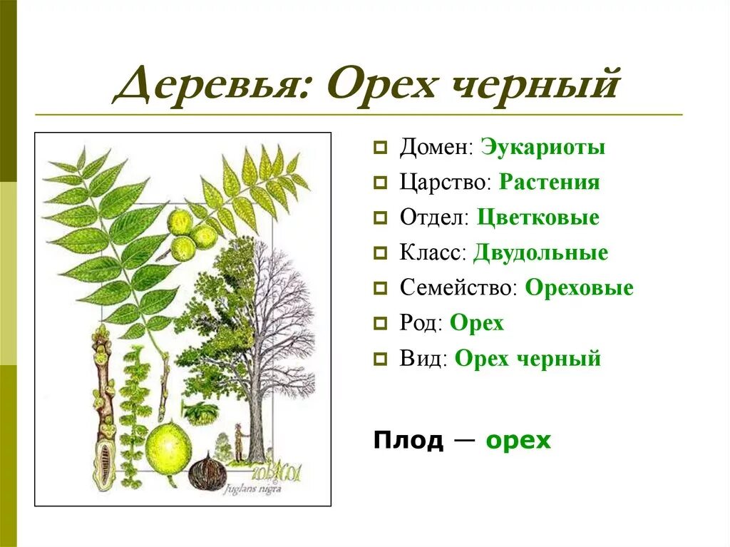 Черный орех дерево. Род орех черный. Орех черный и другие растения. Семейство ореховые представители. Черный домен