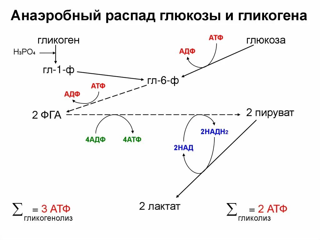 Аэробный распад Глюкозы схема. Анаэробный путь распада Глюкозы биохимия. Аэробный дихотомический путь распада Глюкозы. Анаэробный путь окисления Глюкозы.