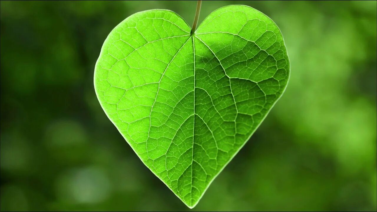 Листочек в виде сердца. Растение с листьями в форме сердца. Лист дерева в форме сердца. Дерево с сердцевидными листьями. Дерево с листьями в форме сердечка.