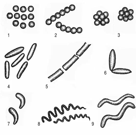 Бактерии изогнутой формы носят название. Палочки кокки бациллы. Бациллы форма клеток. Формы бактериальных клеток 5 класс. Форма клетки кокки.