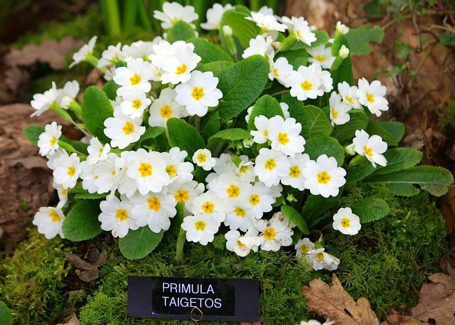 Примула Вирджиния. Примула обыкновенная. Примула обыкновенная. (Primula vulgaris). Примула бесстебельная. Примула крупноцветковая