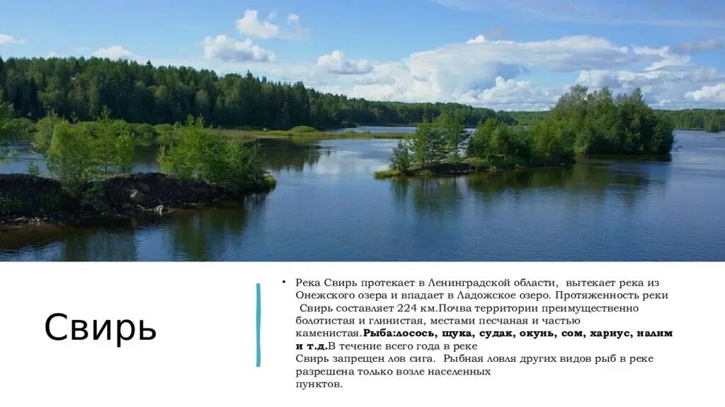 Водные богатства санкт петербурга. Река Свирь Ленинградская область. Река Озерная Ленинградская область. Онежское озеро и река Свирь. Реки и озера Ленинградской области.