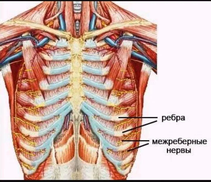 Сильно болят ребра. Анатомия грудной клетки межреберная невралгия. Межреберная невралгия между ребрами. Межреберная невралгия 12 ребра. Межреберная невралгия посередине грудной клетки.