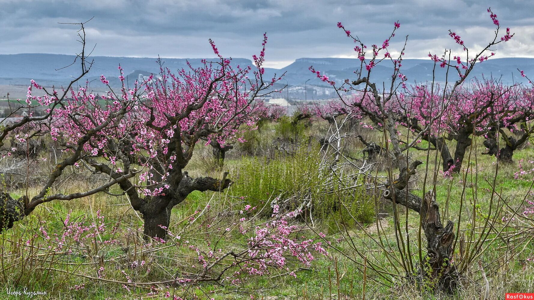 Подрезать перстковое дерево цветёт. Персик дерево ветка. Абрикос чашевидная крона. Обрезка персика 2летка. Абрикос чашевидная крона.