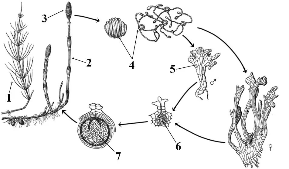 Мейоз в жизненном цикле организмов. Жизненный цикл хвоща схема. Жизненный цикл хвоща полевого схема. Споры хвоща схема. Стадии развития хвоща полевого.