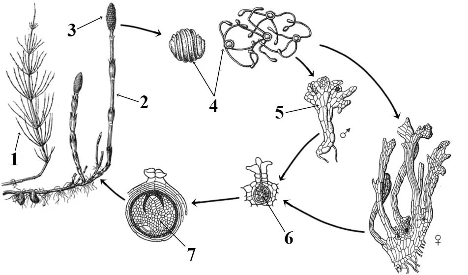 Жизненный цикл хвоща схема. Жизненный цикл хвоща полевого схема. Споры хвоща схема. Стадии развития хвоща полевого.