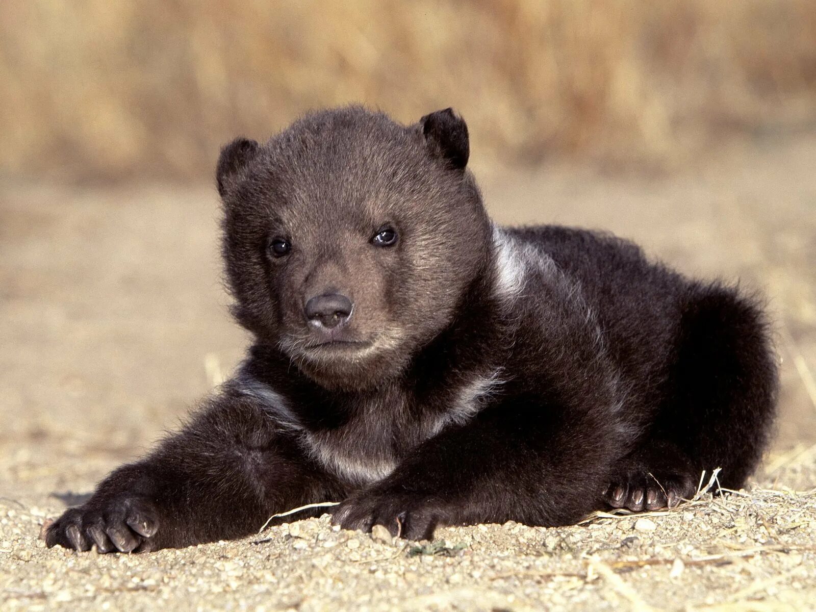 Маленькие картинки медведя. Барибал медведь. Медвежонок Гризли. Медведь Гризли маленький. Медведь Гризли малыш.