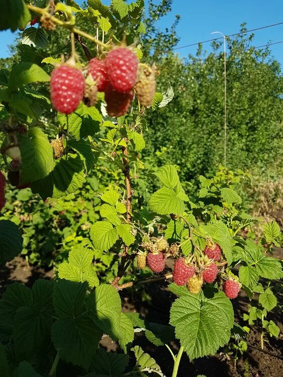 Малина сорт лячка отзывы. Малина сорт: Лячка. Малина сортовая Лячка. Рассада малины. Малина Рубин болгарский.