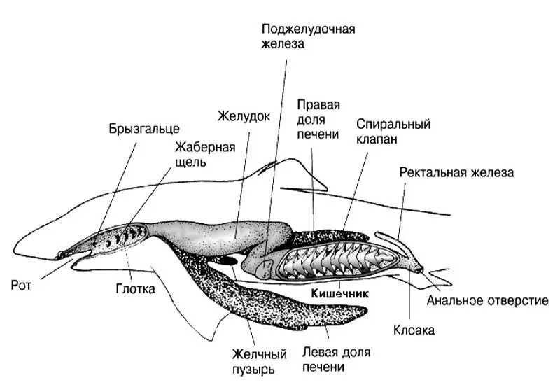 Пищеварительная система класса рыб. Строение пищеварительной системы акулы. Схема строения органов пищеварения хрящевых рыб. Пищеварительная система акулы схема. Пищевариьельнаясистема у хрящевых рыб.