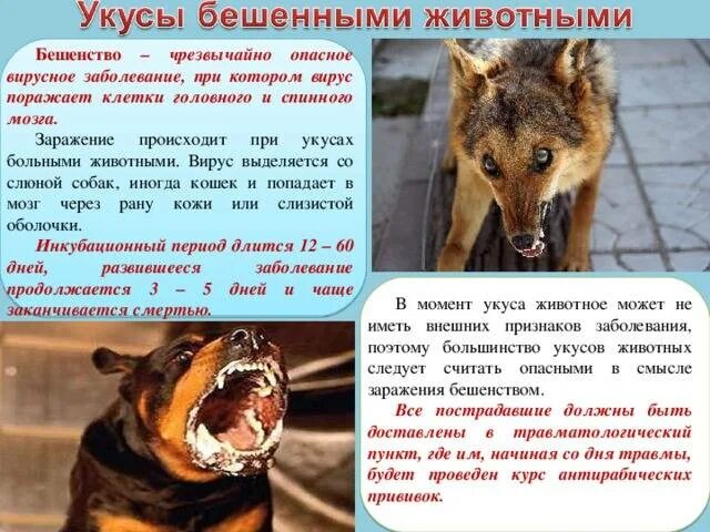 Бешенство от царапин. Бешенство от царапин