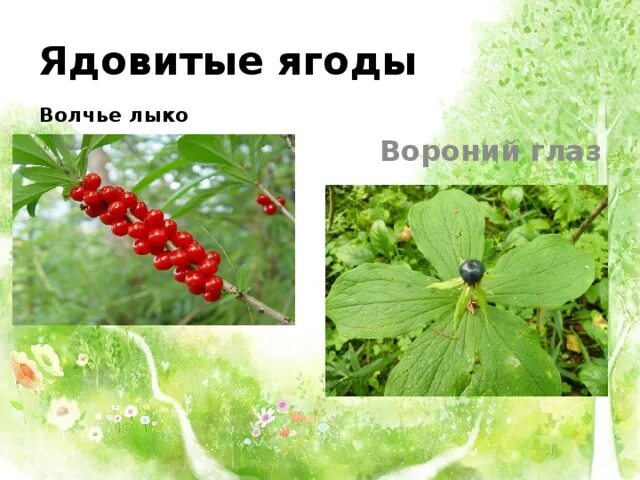 Вороний лыко. Волчье лыко и вороний глаз. вороний глаз и волчья ягода. ядовитые растения волчье лыко и вороний глаз. волчье лыко ландыш и вороний глаз.
