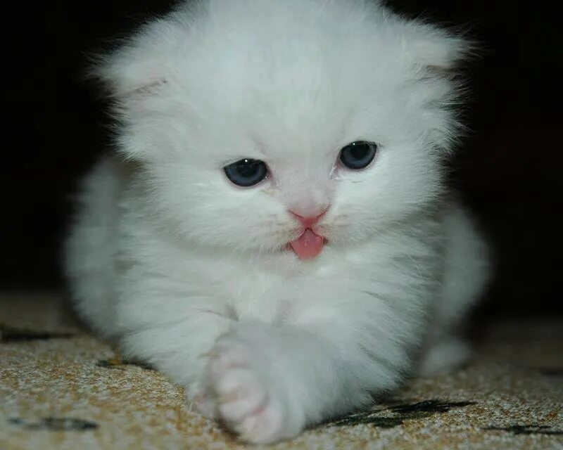 И области можно в любое. Белый котенок. Пушистые котята. Милые пушистые котики. Котята беленькие пушистые.