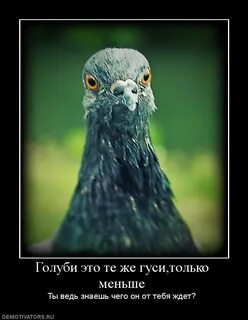 Приколы про голубые