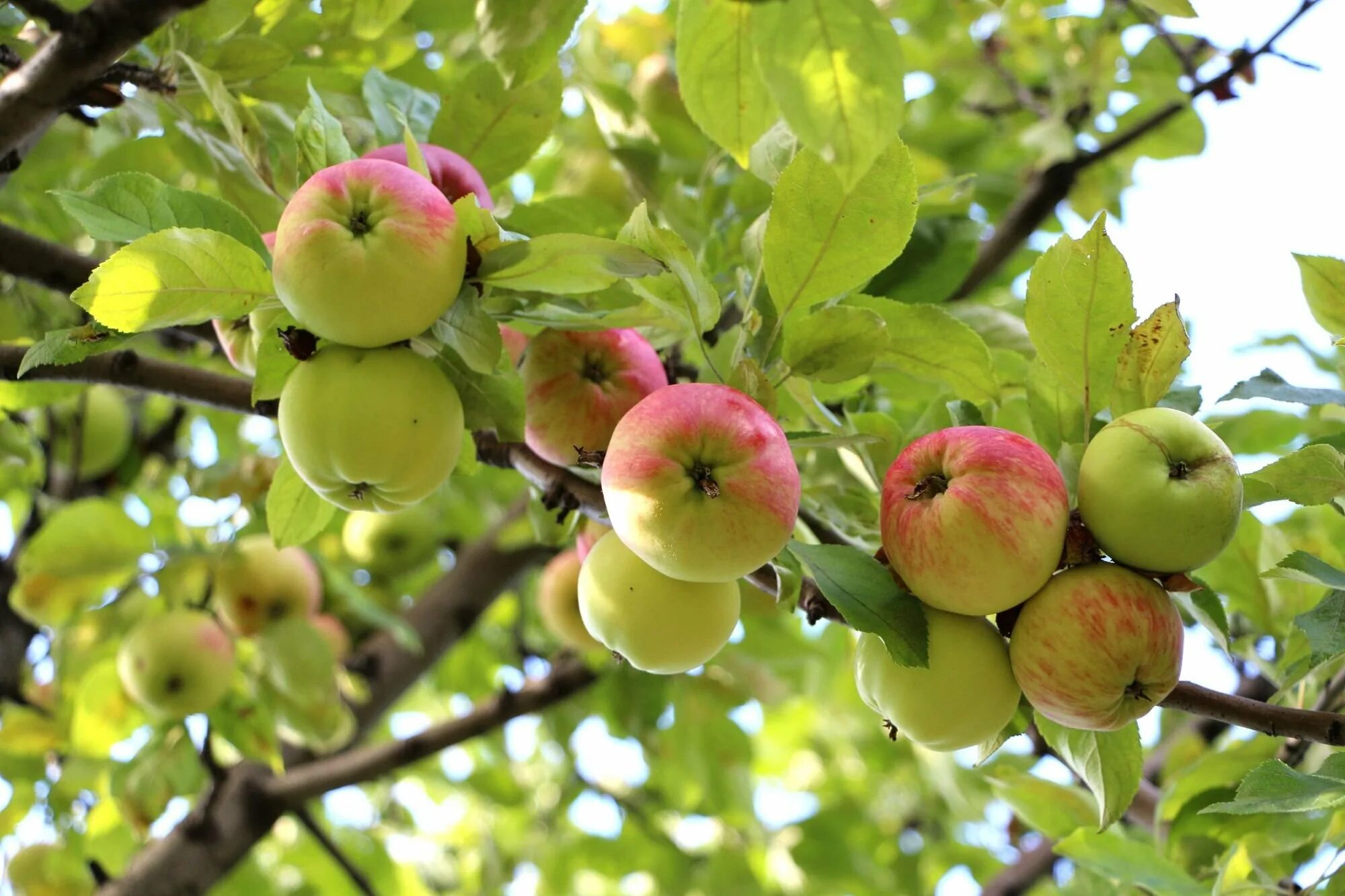 Яблоня. Яблоки на ветке. Осенняя яблоня. Яблоки на ветке в саду. Красивые яблоки на дереве.