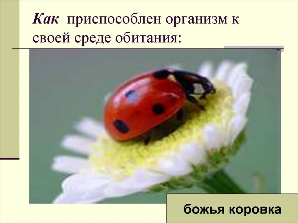 Черты приспособленности божьей коровки. Среда обитания Божьей коровки. Божья коровка Тип адаптации. Божья коровка приспособление к среде. Божья коровка обитание.