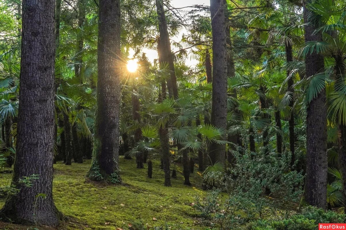 субтропический влажный климат. климатический пояс субтропиков в россии. влажные тропики квинсленда австралия. субтропические леса китая. субтропический сухой климат.