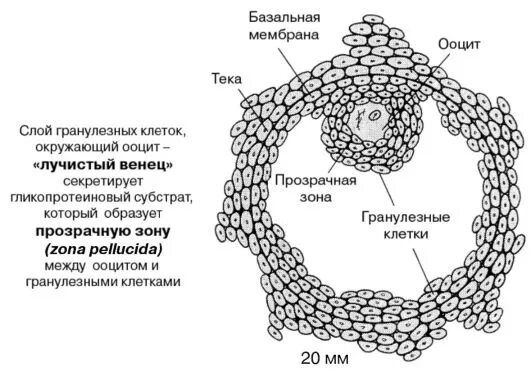 Граафов пузырек яичника. Третичный фолликул гранулеза. ТЕКА клетки фолликула. Гранулезные клетки фолликулов яичника. Граафов пузырек строение гистология.